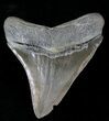 Serrated Megalodon Tooth - Georgia #21725-2